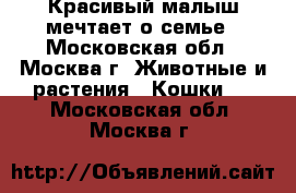 Красивый малыш мечтает о семье - Московская обл., Москва г. Животные и растения » Кошки   . Московская обл.,Москва г.